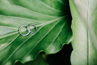 Close-up of leaf