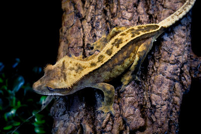 Close-up of lizard on tree trunk