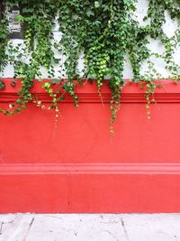 Red flowers growing on wall