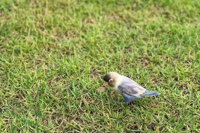 Bird perching on grass