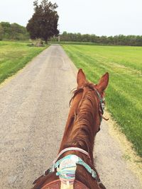 Horse on field against sky