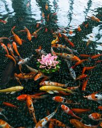 High angle view of flowers in sea