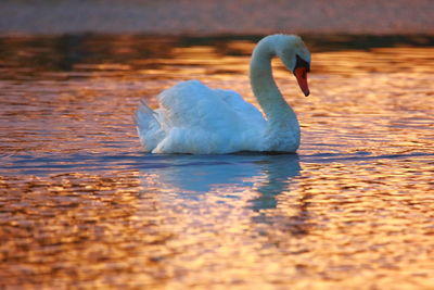 Swan swimming in lake