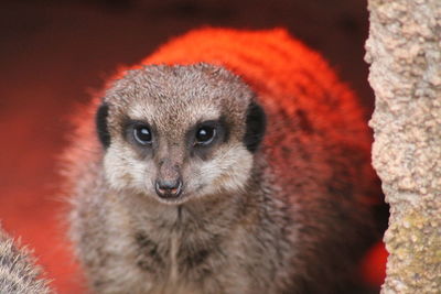 Close-up portrait of a meerkat