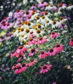 Close-up of pink flowering plants in park