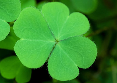 High angle view of green plant