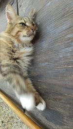 Close-up of cat relaxing on floor