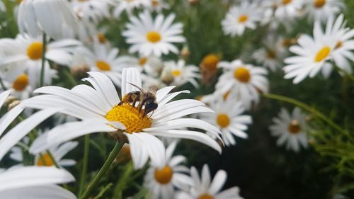Close-up of bee on white daisy