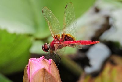 Close-up of insect on pink flower