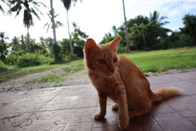 Portrait of ginger cat on footpath