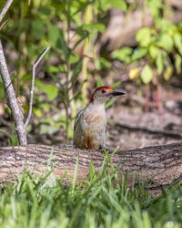 Close-up of bird perching on branch