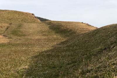 Scenic view of field against clear sky