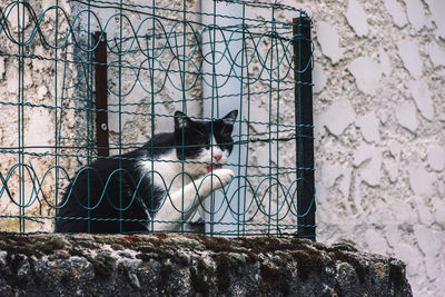 Cat on a fence