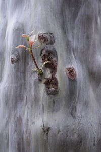 Close-up of dried plant on wood