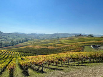 Scenic view of vineyard against sky