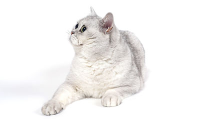 Close-up of cat sitting on white background