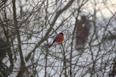 Bird perching on bare tree