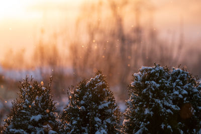 Close-up of frozen plants during winter