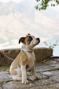 Dog looking away while sitting on rock