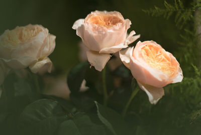 Close-up of rose roses