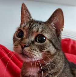 Close-up portrait of a cat