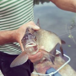 Midsection of man holding fish