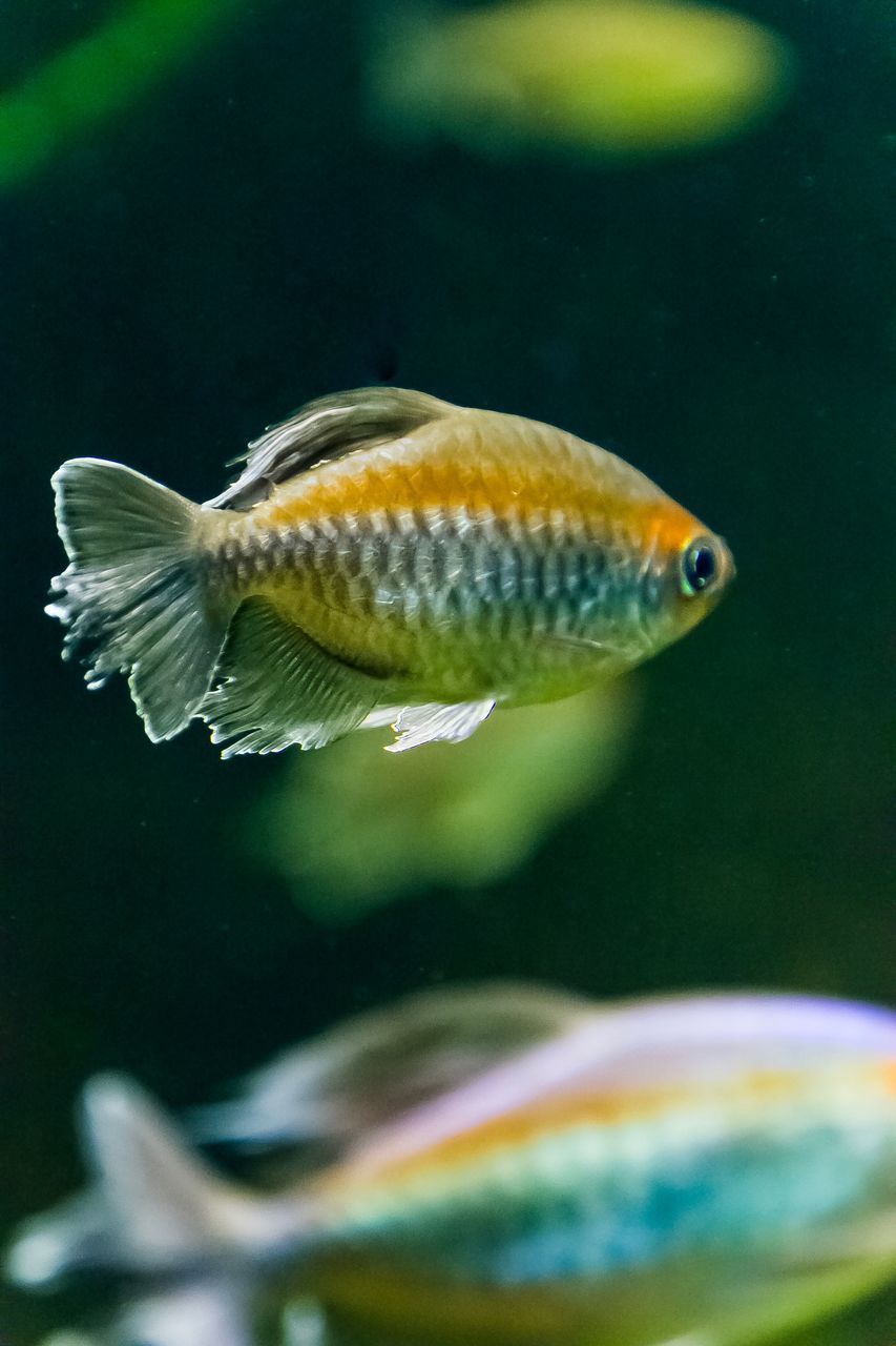 CLOSE-UP OF FISH SWIMMING IN AQUARIUM