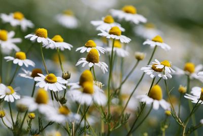 Close-up of white flowering plants on field