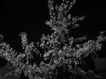 Low angle view of trees against sky