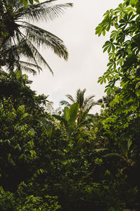 Low angle view of palm trees against sky