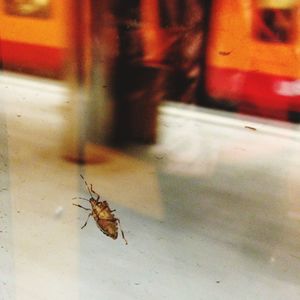 Close-up of insect on wall