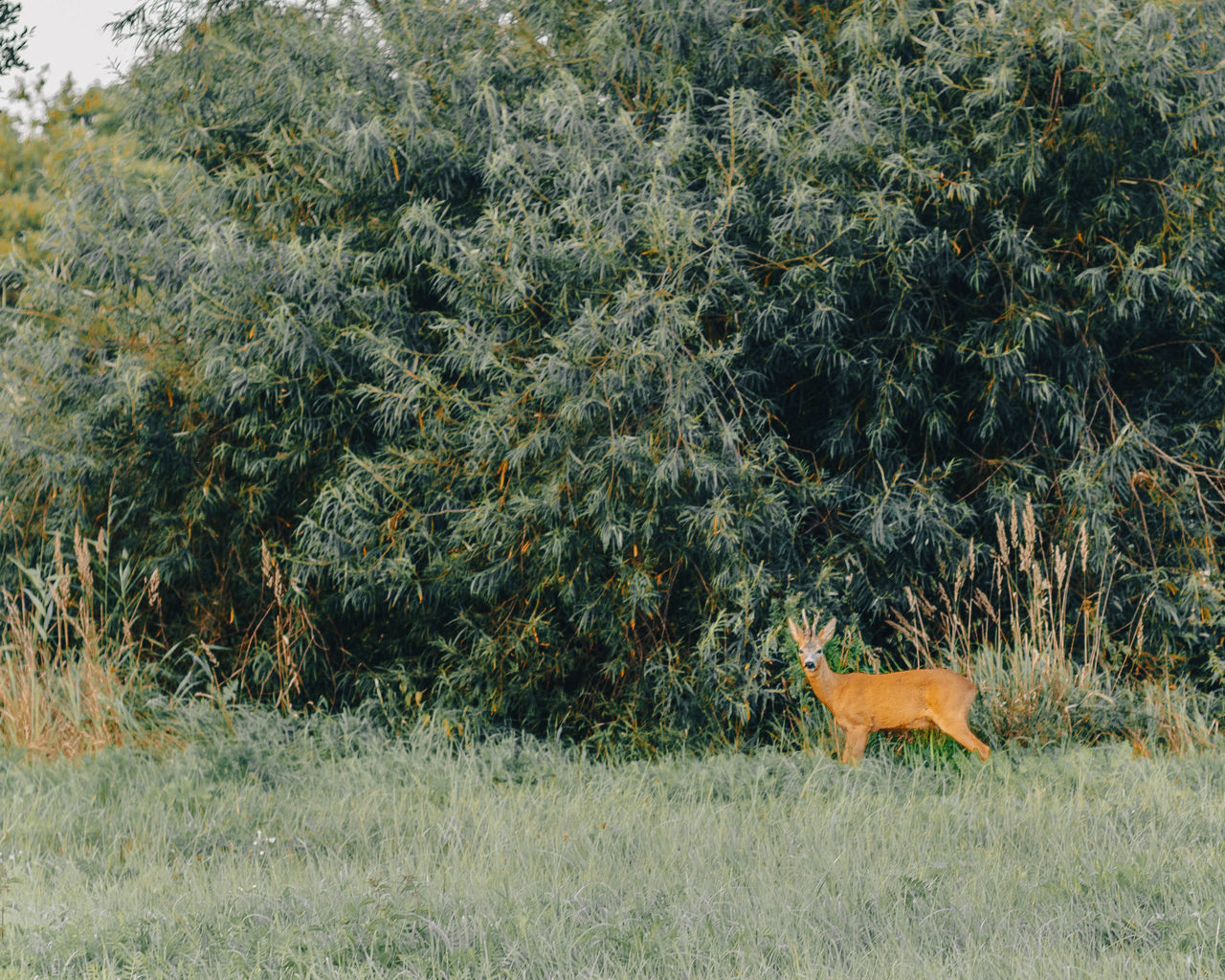 VIEW OF A FIELD