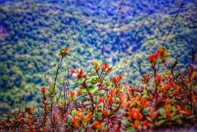 Close-up of red flowering plants on field