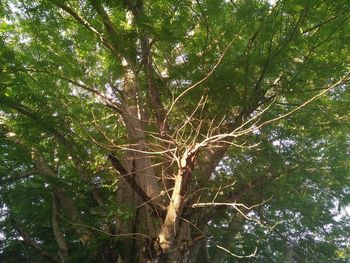 Low angle view of bamboo trees in forest