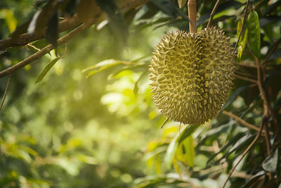 Durian on tree