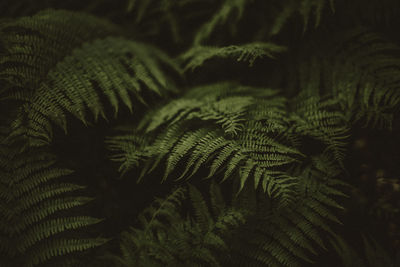 Close-up of fern leaves