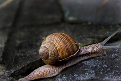 Close-up of snail