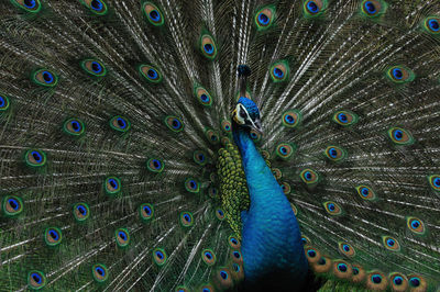 Close-up of peacock