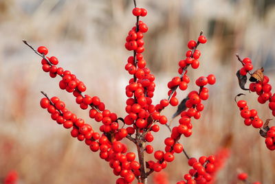 Close-up of red berries growing on tree