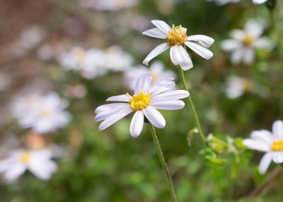 Close-up of white flowers blooming outdoors