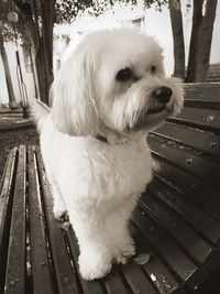 Close-up of white dog