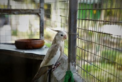 Bird perching in cage