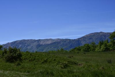 Scenic view of field against blue sky