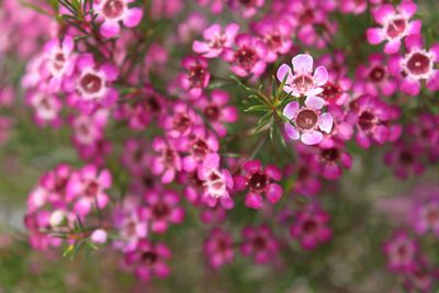 Close-up of pink flowering plant