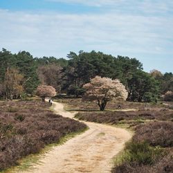 Footpath amidst trees on field against sky