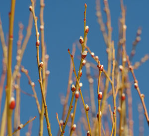 Low angle view of flowering plants against sky