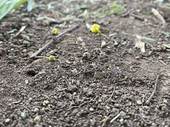 High angle view of plants growing on field