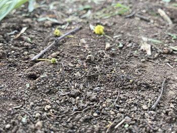 High angle view of plants growing on field