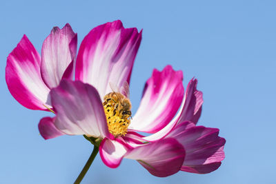 Close-up of pink lotus flower against clear sky