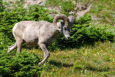 Side view of sheep
